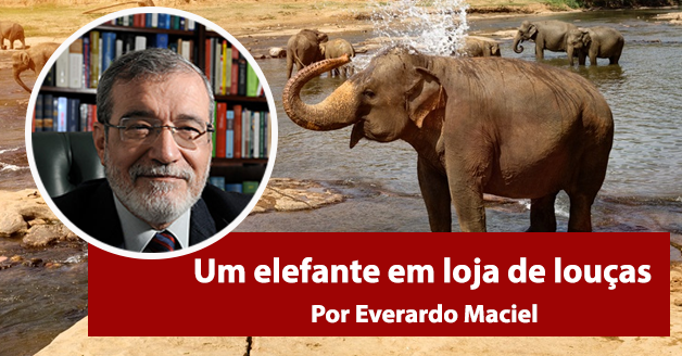 Um elefante em loja de louças