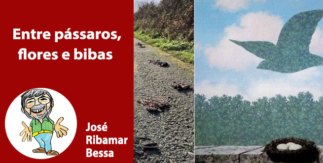 Entre pássaros, flores e bibas