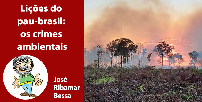 Lições do pau-brasil: os crimes ambientais